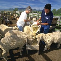 feeding-sheep