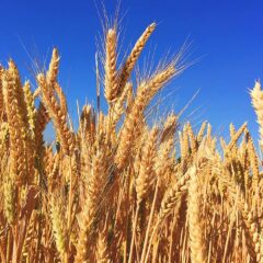 wheat-grass-barley-autumn-harvest-nature-natural-hops