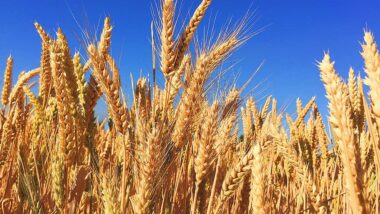 wheat-grass-barley-autumn-harvest-nature-natural-hops