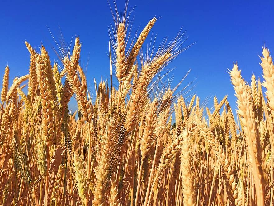 wheat-grass-barley-autumn-harvest-nature-natural-hops