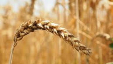 grain-of-wheat
