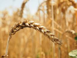 grain-of-wheat