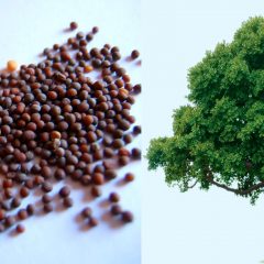 mustard seed/plant