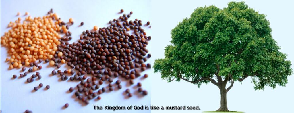 mustard-seeds