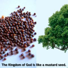 mustard-seeds