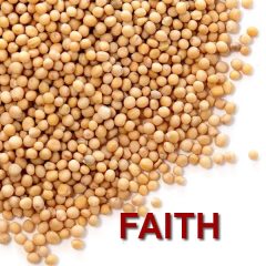 mustard seed