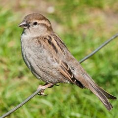 House_Sparrow,_England_-_May_09