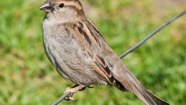 House_Sparrow,_England_-_May_09