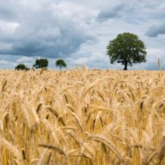 wheat1