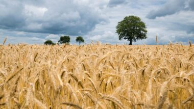 wheat1