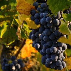 fruitful-vineyard