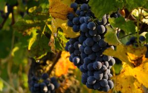 The Vineyard Does Not Belong to Me