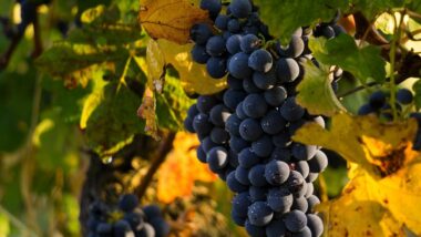 fruitful-vineyard